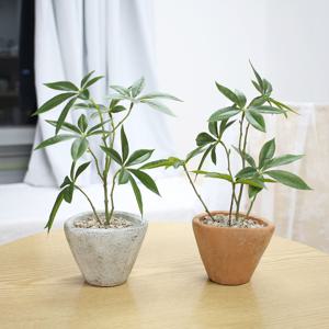 내추럴 그리너리 파키라 조화 미니 화분 생화같은 감성 인테리어 촬영 소품