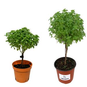 바질트리 향기 공기정화식물 저면관수 화분 민트 나무 식용 허브