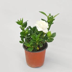 치자꽃 나무 모종 향기로운 인테리어 식물