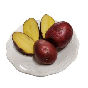 왕산종묘 홍감자 종자 카스테라 로즈 씨감자 20kg