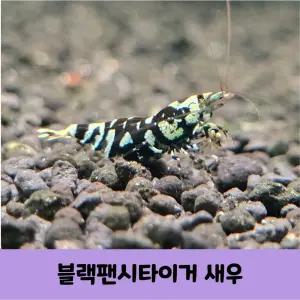 블랙팬시타이거 새우 블팬타 비쉬림프 5마리