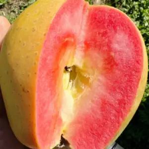 문루즈 사과 나무 묘목 특대묘 속빨간