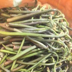 [고사리종근 분양] 먹 고사리재배 뿌리 씨앗 모종 10kg 우수 품종 품질 묘종, 심는법