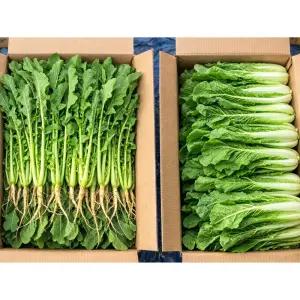 하나의팜 국내산 열무 4kg + 얼갈이배추 4kg