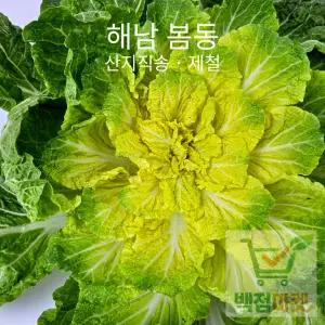 백점마켓 엄선 해남 봄동 배추 제철 신선 봄동겉절이 봄나물_4kg