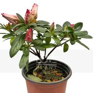 레오폴드 철쭉꽃 아잘레아 아젤리아 서양 철쭉 화분 야생화 봄 꽃 나무 소품