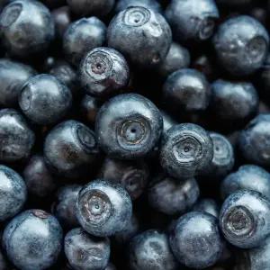 칠레산 생 블루베리 대과 18mm 선물용 125g 4팩 6팩 외