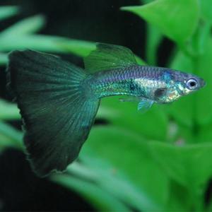 [파란수족관], 블루그라스 브라오 [수2+암3] 구피