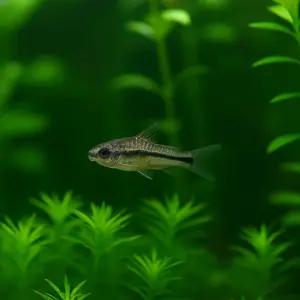 코리도라스 피그메우스 10마리