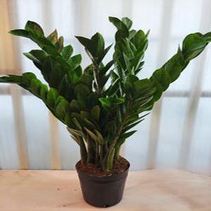 꽃파는 농부 - 금전수대품