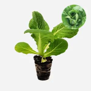 마이플랜트 담배상추 진품맛 2개 상추 모종 쌈채소 샐러드 텃밭 채소 튼튼한 모종