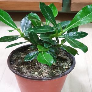 석화(소품) 사막의장미 (꽃이 크게피죠)