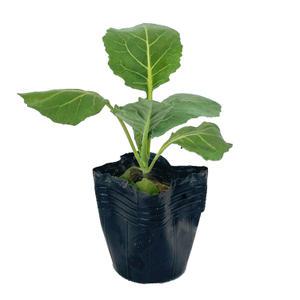 [장미농원] 케일 모종