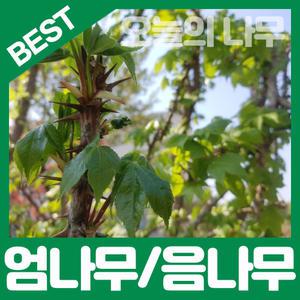 최상의 품종 가시있는 엄나무(음나무)/가시없는 민엄나무묘목 판매중