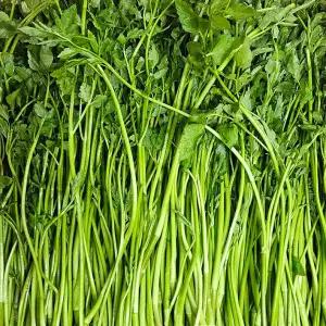 단맛과 향긋함 가득 청도 미나리 1kg