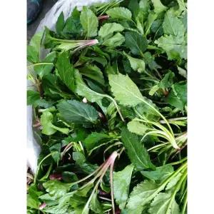 노지 울릉도 생취나물 1kg 참취나물 생 취나물 부지깽이 1개 식사 한식 점심시간 정식 외식 집밥