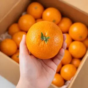 청정 제주산 청견 오렌지 고당도 과즙폭발 완벽한 당산비