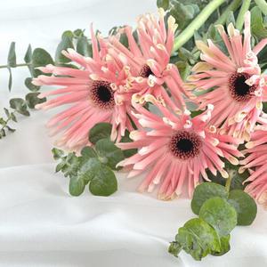 파스타 거베라 생화 꽃다발