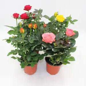 미니장미 소품 4개1세트 베란다 노지월동 사계장미