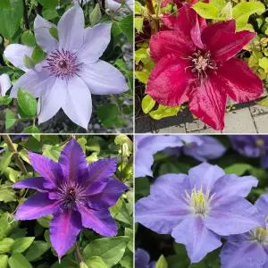 레이먼드 클레마티스 15cm포트 15종 택1 덩굴식물 큰꽃으아리 야생화