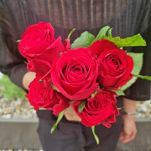 [꽃같은하루] 생화 빨간장미 꽃다발 장미 5송이 10송이 다발 생화택배