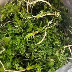 산지직 송연구소 냉이 농가돕기 노마진 국산 세척냉이 2kg