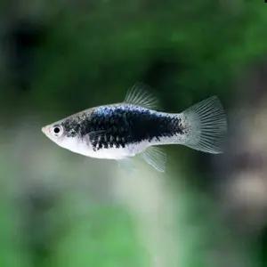 열대어 블루 턱시도 플래티 5마리