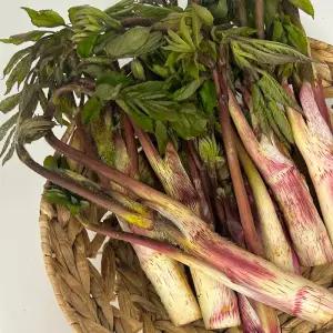 땅두릅 국내산 두릅 제철 봄나물 1kg / 산지직 송연구소