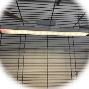 버드 케이지 LED 라이트 3가지 색상 모드 USB 충전식 밝기 조절 가능(리모콘 없음)