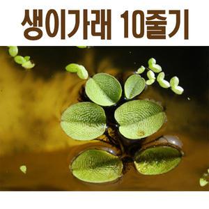 생이가래와 수생식물