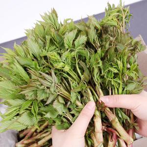 강원도 홍천 생 눈개승마(삼나물)1kg