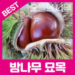 최상의 품종 밤나무 묘목 /대왕밤 옥광밤 육밤 대보밤 2년생 다양한품종 판매중