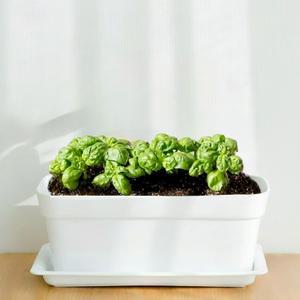 파머시카 바질 화분 키우기 스위트 바질 키우기 집에서 허브식물 모종 베란다텃밭