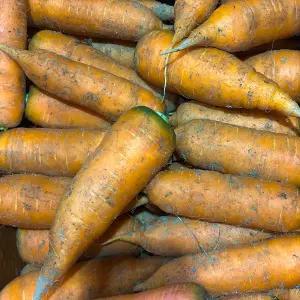 산지 직 송 연구소 햇 당근 농가돕기 노마진 제주 구좌 당근 10kg 왕