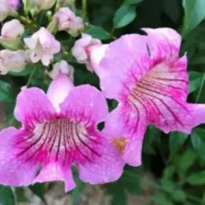 분홍능소화 포트세인트존 조경수 묘목 /수고60cm 포트묘  HK551