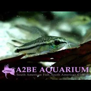 [에이투비]코리도라스 피그메우스 / 2cm전후 / 5마리