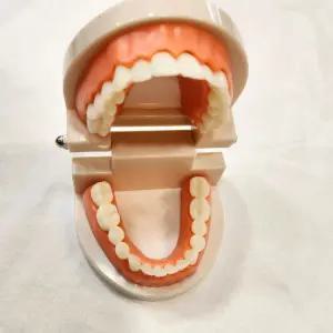 가짜이빨 치아 모형 유치원 어린이집 구강교육/학습/견고한/어린이/학교/치과/놀이/입모형/칫솔질/튼튼한