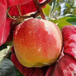 실속 못난이 달콤 아삭 경북 꿀사과 5kg