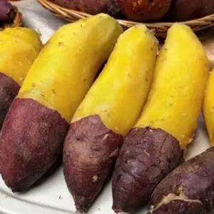 2023 햇고구마 못난이 10kg 꿀 고구마 사이즈 다양함