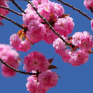 벚나무 벚꽃나무묘목 겹벚꽃나무 1년생