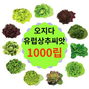 유럽상추 씨앗 1000립 코팅 종자 버터헤드 로메인 바타비아 멀티리피 프릴