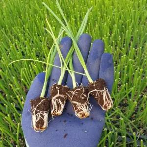 양파모종 자색 적양파모종 100구