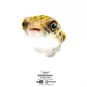 [주니멀열대어]달팽이잡는[복어] 초록복어 2-3cm내외관상어