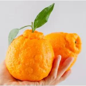 제주 한라봉 2kg 중소과