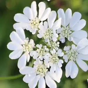 오를라야 씨앗 레이스 플라워 종자 올라야 아미 당근꽃 10알 (KR)