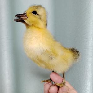 유라시아 오리 태피스메이리 박제 새 조류 표본 동물 홈 장식 - 수집, 특별 선물 교육에 적합