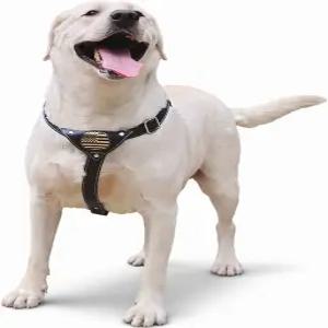 패딩 처리된 가슴 플레이트가 있는 도그돔 가죽 개 하네스 - 금속 버클이 조절 가능한 정품 H 스타일 보행