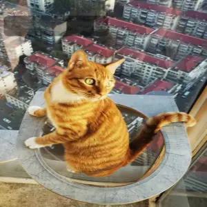 반려견 안전문 방묘문 방문펜스 베란다 강아지 용품