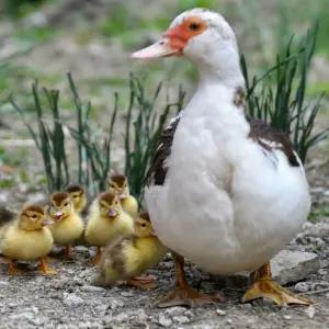 기러기 알 유정란 부화용 머스코비 오리 덕 분양