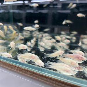 [NEW_달이네 수족관] 알비노 코리도라스(바닥청소 물고기)